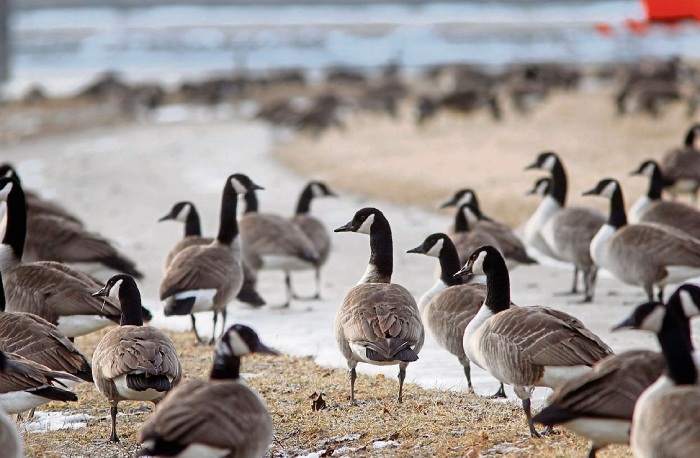 Geese on Beach