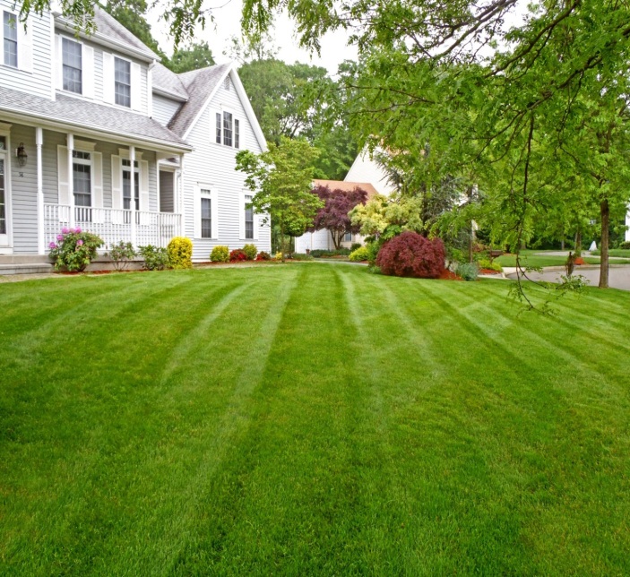 Bright Green Lawn