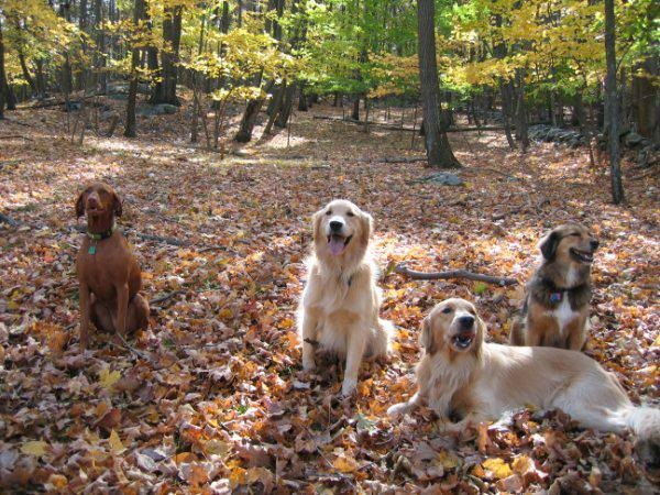 Group of Dogs sitting in leaves