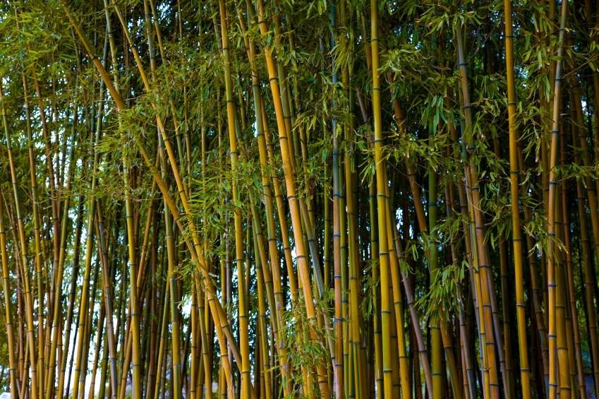 golden-bamboo-1-edit