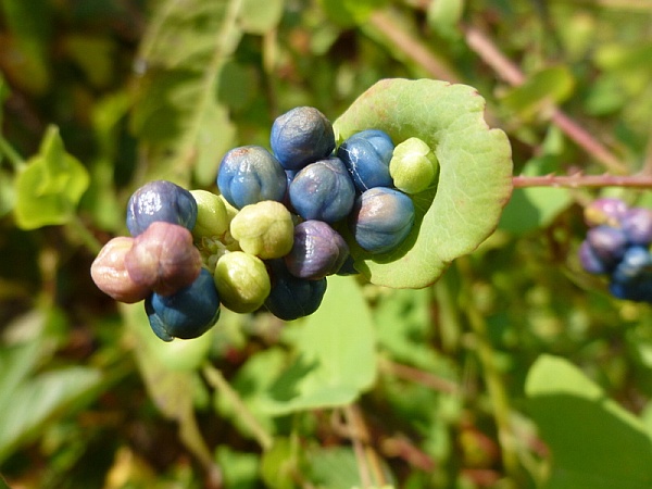 Close up of berry plant