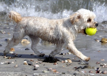 Dog with ball on beach