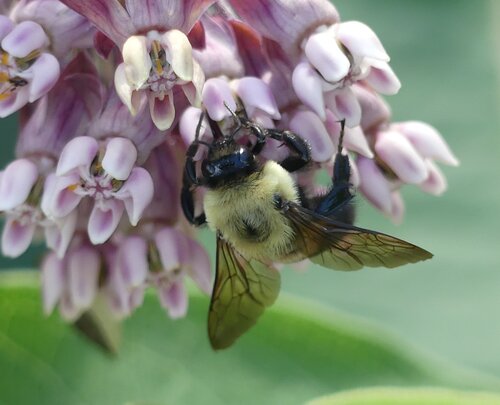 Common+milkweed+bumble