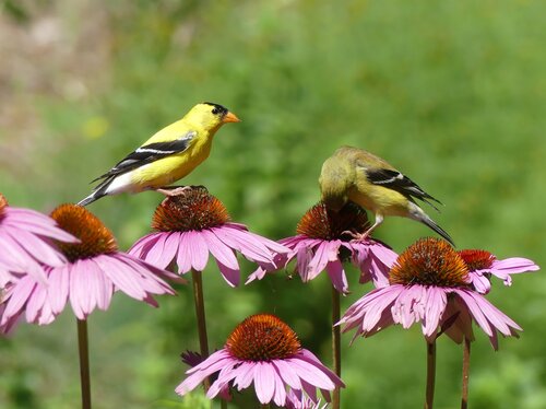 goldfinches+coneflower(1)