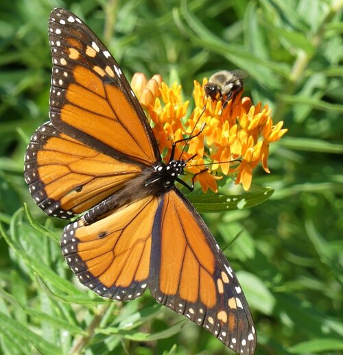 Monarch+and+bumblebee+on++++butterflyweed