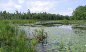 wetland-photo-news