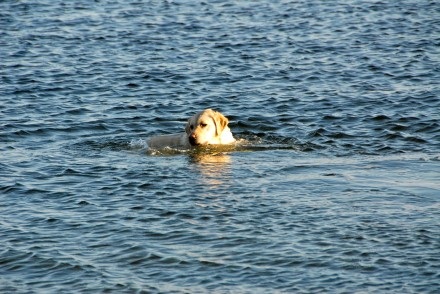 Dog Swimming at Compo Beach