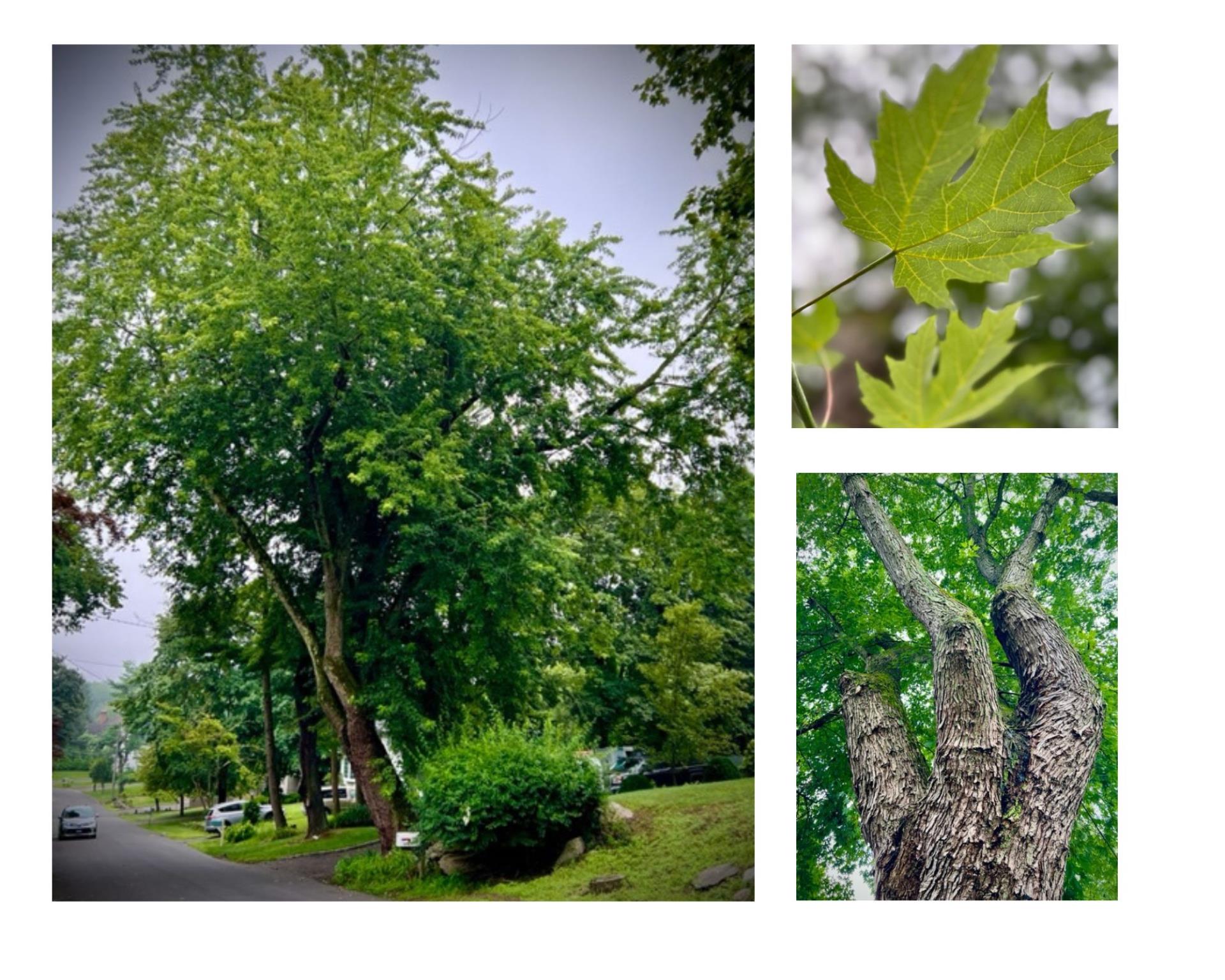 Silver Maple Photos