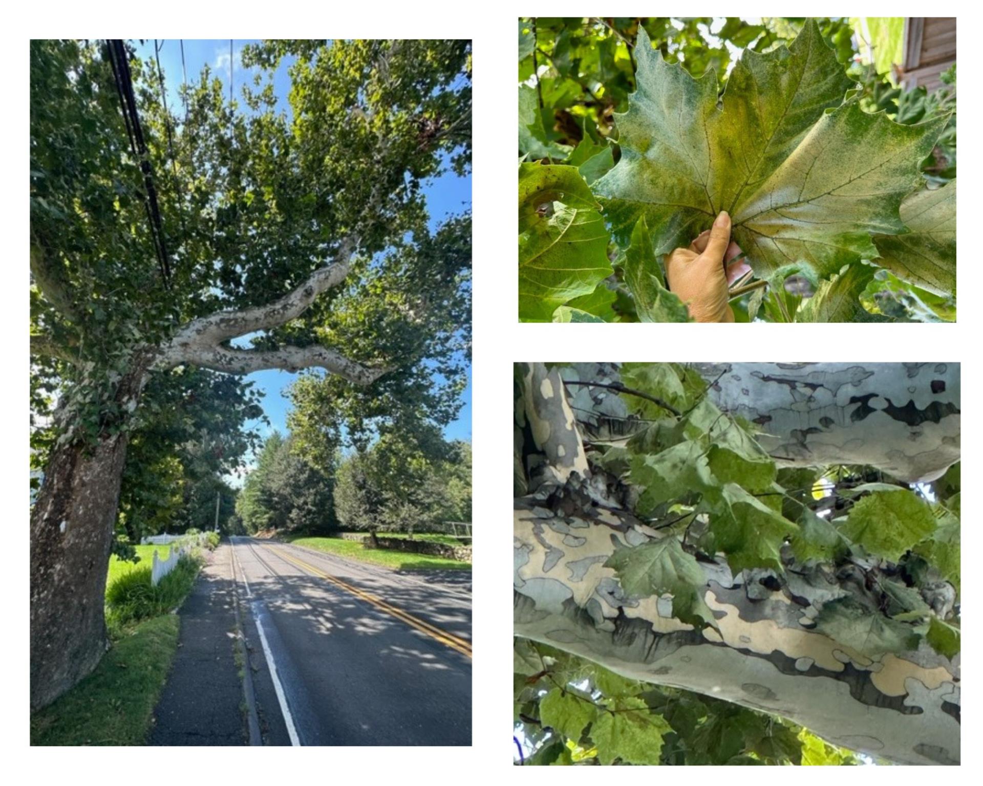 American Sycamore