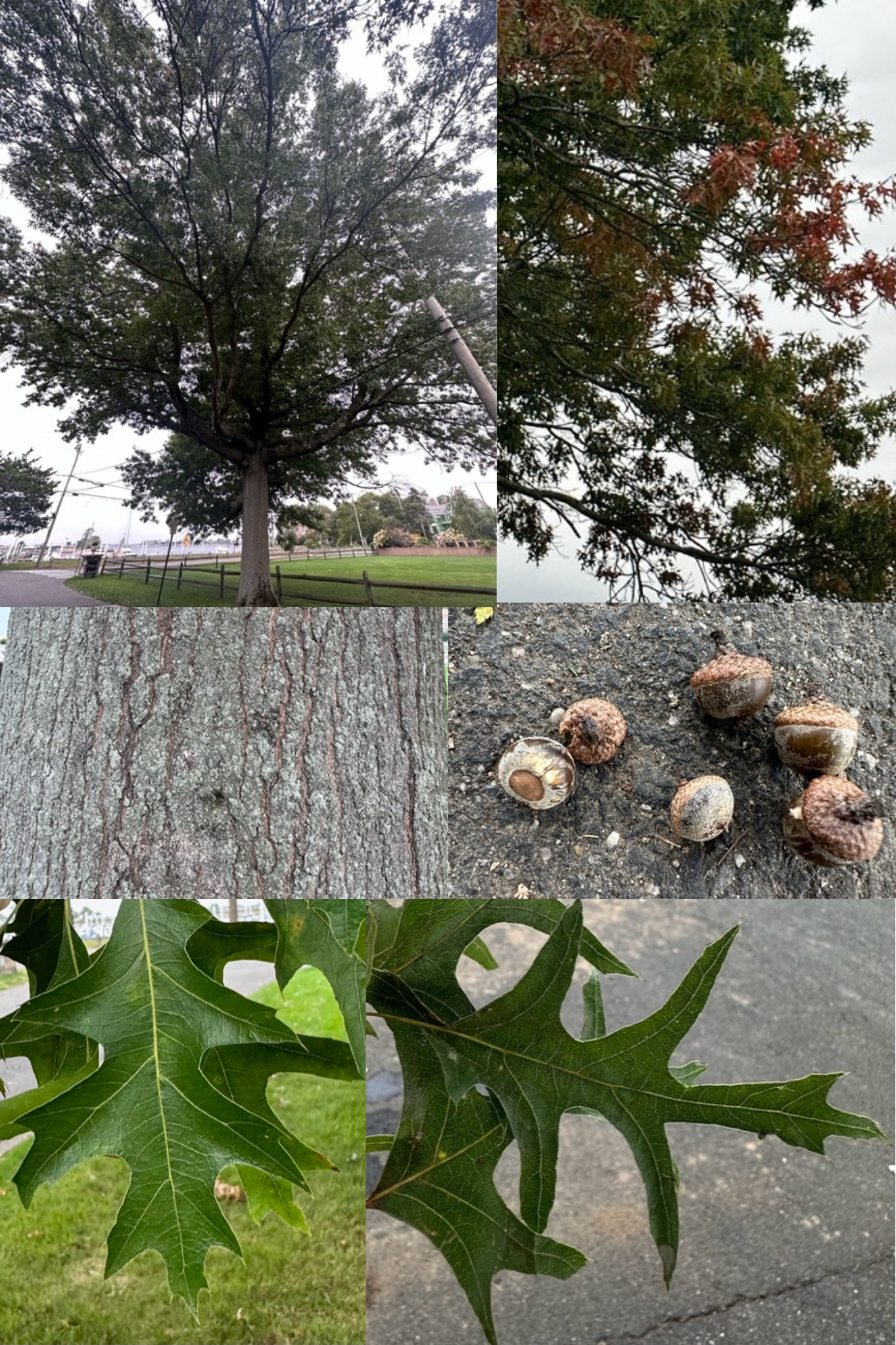 Pin Oak Collage