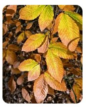 BEECH LEAF