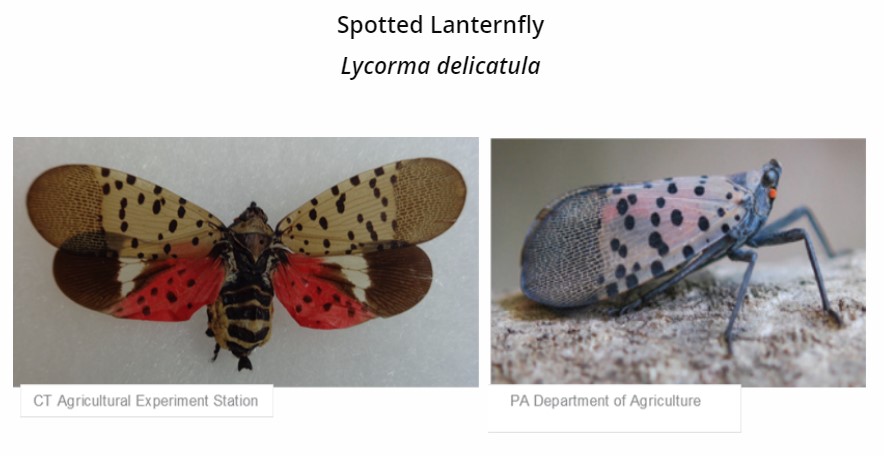 SPOTTED LANTERN FlY