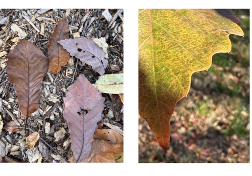 Chinkapin Oak Leaves