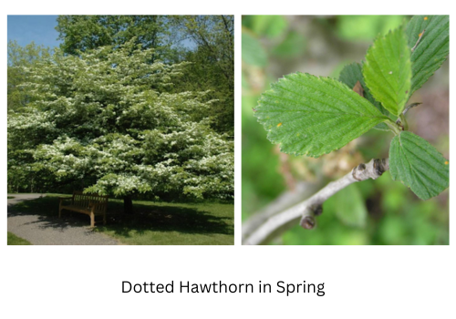 Dottedhawthorn