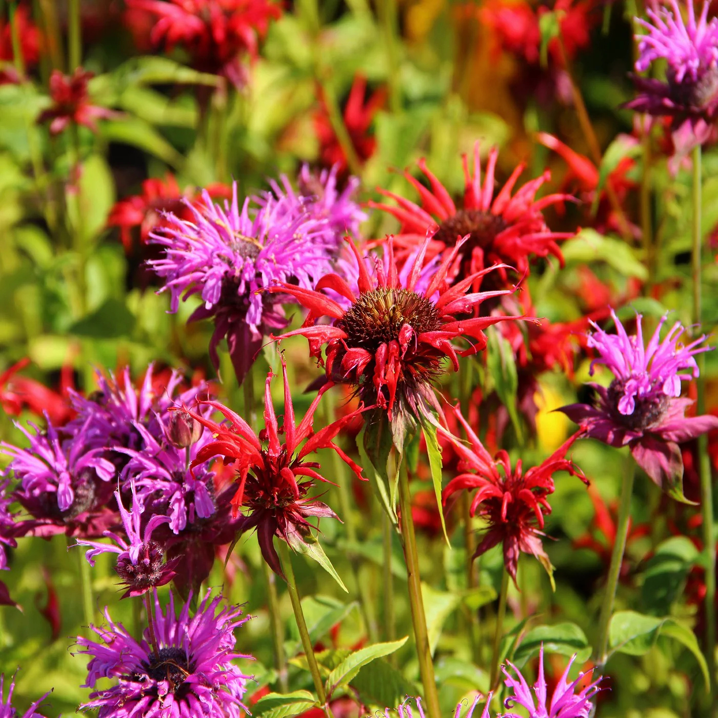 isbeebalm2