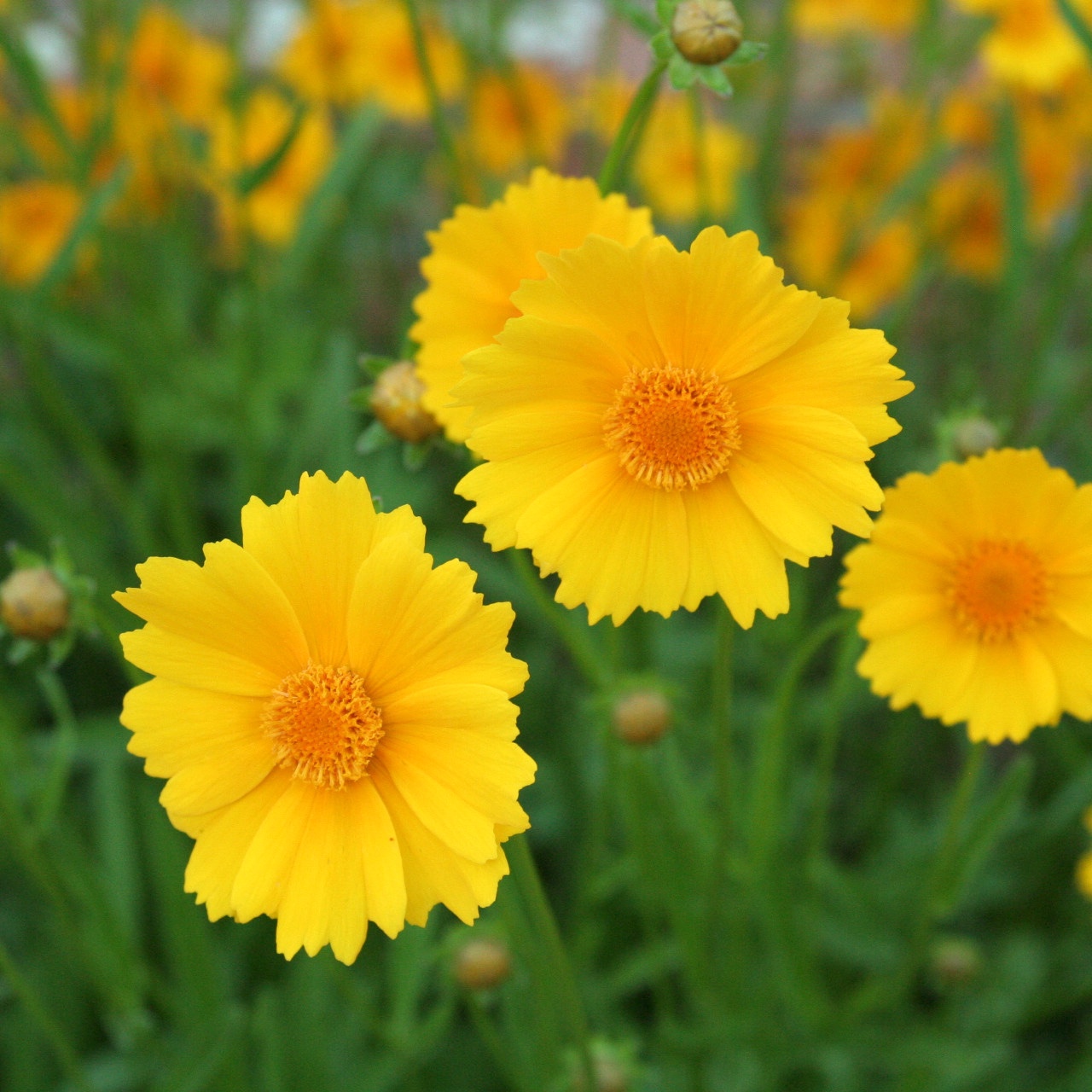 Coreopsis