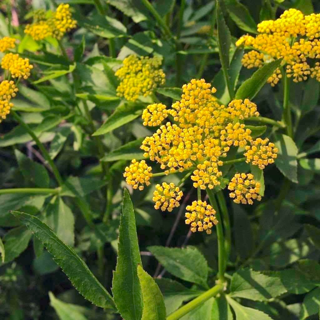 alexanders-golden-zizia-aurea-seeds-amkha-seed_754