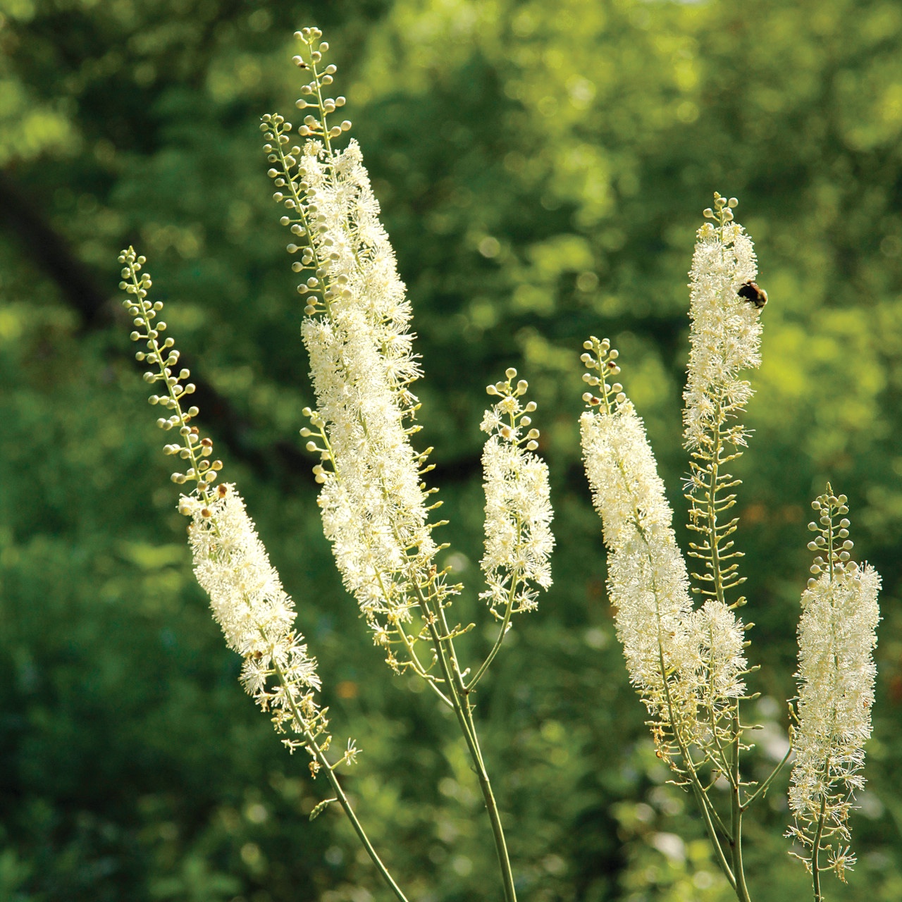 actaea-racemosa.cmyk.mervbcweb-8157__40040