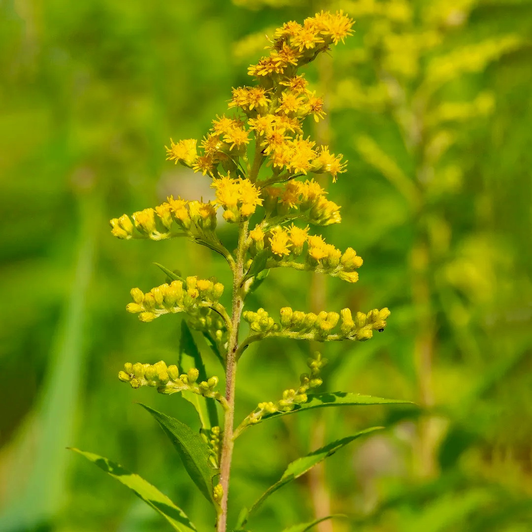 Goldenrod