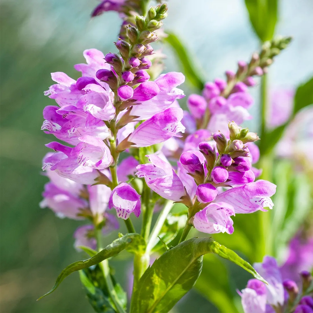 Obedient plant