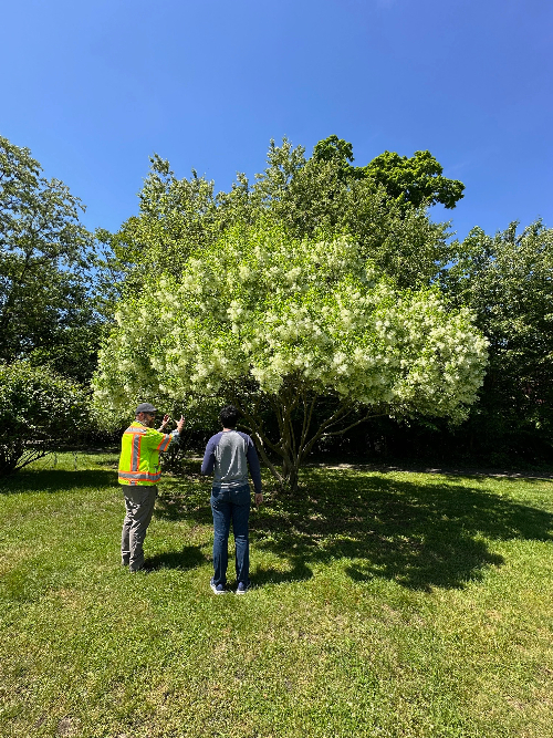 fringetree