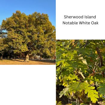 Sherwood White Oak